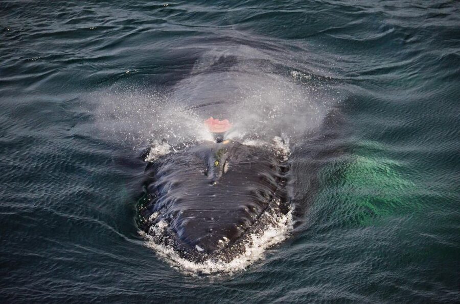 Boston: City Cruises Whale Watching Cruise - Meeting humpbacks, fin whales, and minkes