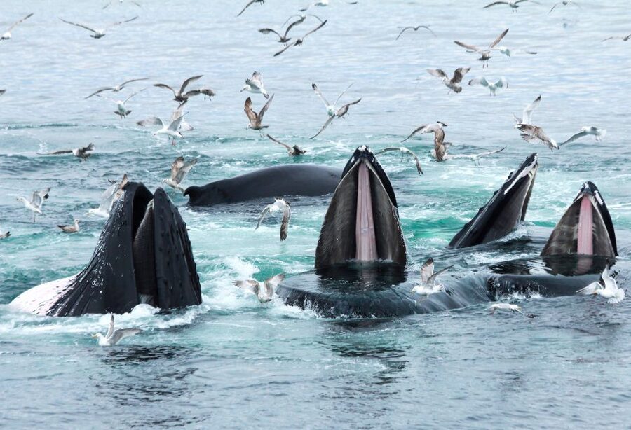 Boston: City Cruises Whale Watching Cruise - Why the naturalist makes a difference