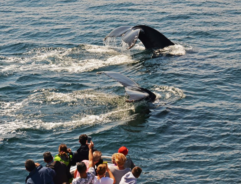 Boston: City Cruises Whale Watching Cruise - How to get the best view