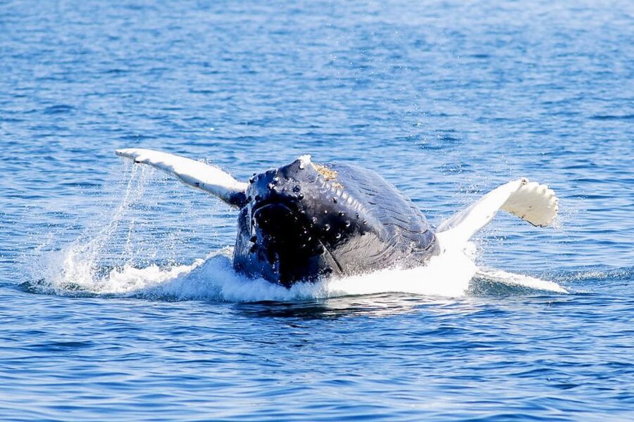 Boston: City Cruises Whale Watching Cruise - Is $85 a fair price?
