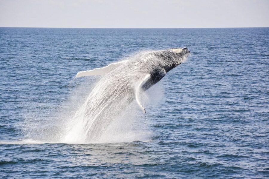 Boston: City Cruises Whale Watching Cruise - Who should book this cruise?