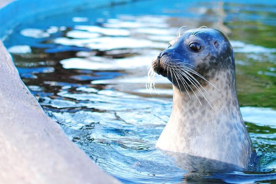 Boston: Explorer Pass Save up to 50% on 30+ Top Attractions - Museums for art, science, and family time