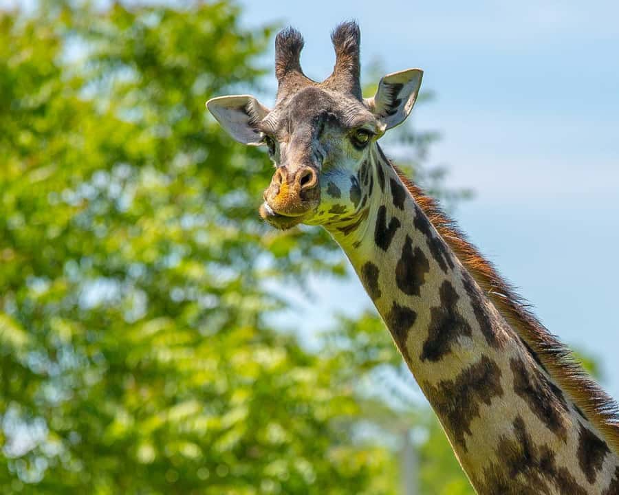 Boston: Franklin Park Zoo Entry Ticket - Key points to know before you go