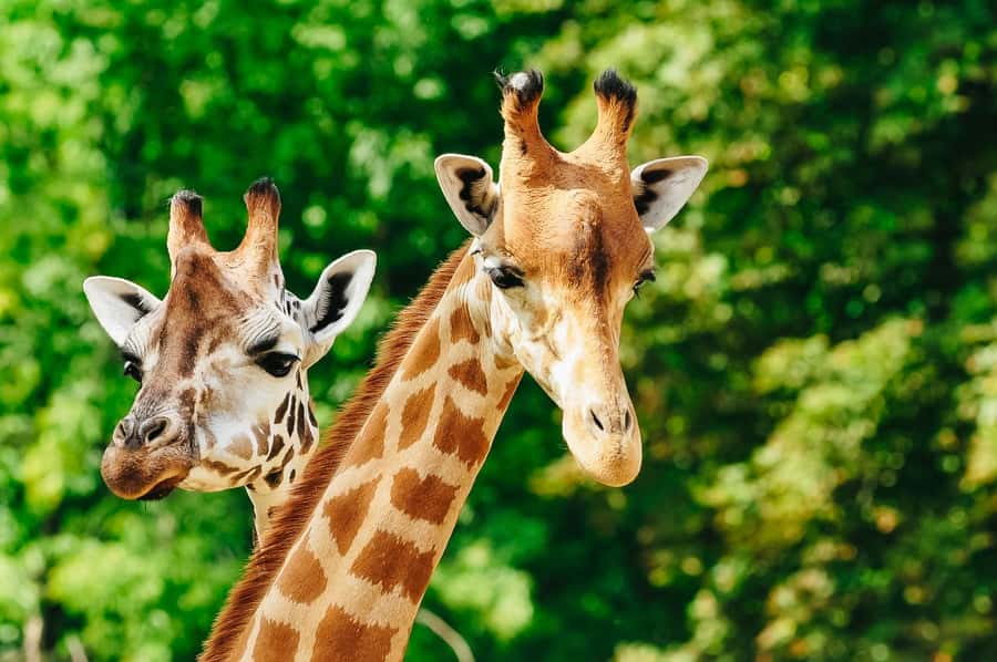 Boston: Franklin Park Zoo Entry Ticket - Timing your visit for active animals