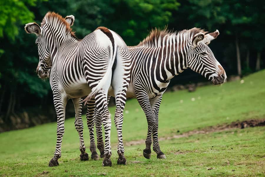 Boston: Franklin Park Zoo Entry Ticket - What the visit feels like for families