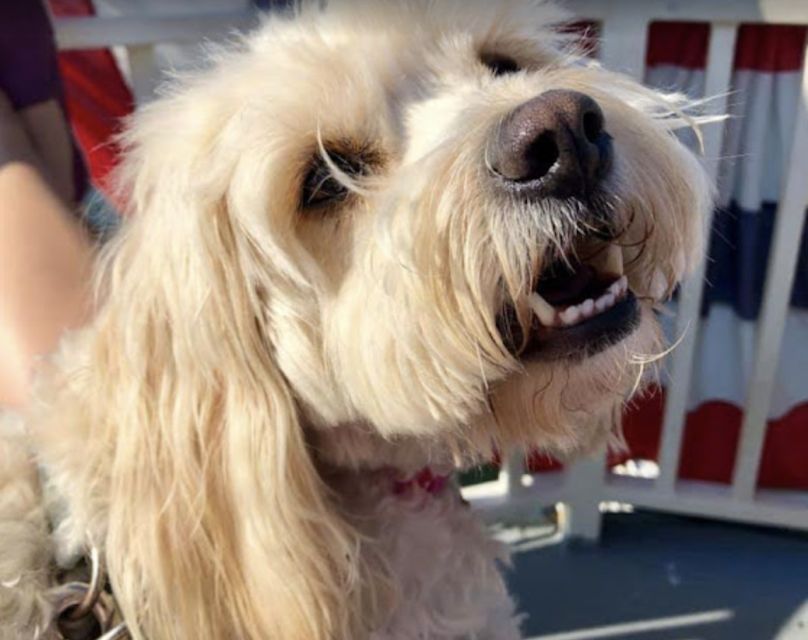 Boston: Scenic Harbor Cruise (Dog-Friendly) - Should you book the Boston Harbor cruise?
