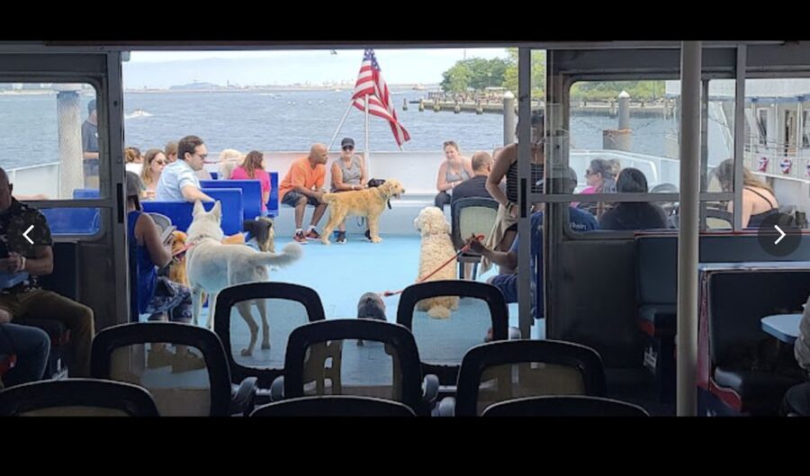 Boston: Scenic Harbor Cruise (Dog-Friendly) - What $31 buys you