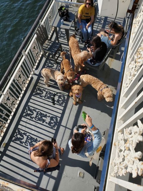 Boston: Scenic Harbor Cruise (Dog-Friendly) - Timing, comfort, and access