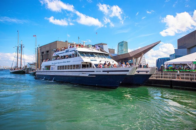 City Cruises Boston Whale Watching Cruise by High-Speed Boat - Finding a good viewing spot on a boat for 350