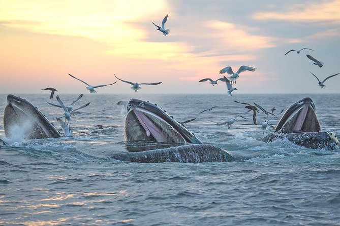 City Cruises Boston Whale Watching Cruise by High-Speed Boat - Seasickness, wind, and the real physical demands