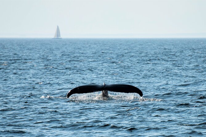 City Cruises Boston Whale Watching Cruise by High-Speed Boat - Choosing the right time and setting your expectations
