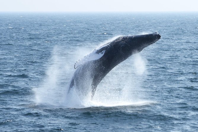 City Cruises Boston Whale Watching Cruise by High-Speed Boat - Who will enjoy this Boston cruise most?