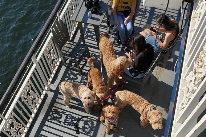 Dog Day of Summer Harbor Cruise in Boston - Rowes Wharf to Boston Harbor