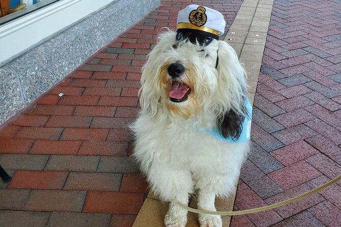 Dog Day of Summer Harbor Cruise in Boston - Summer heat and the older boat