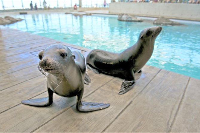 New England Aquarium Admission Ticket in Boston - Touch tanks add a welcome hands-on moment