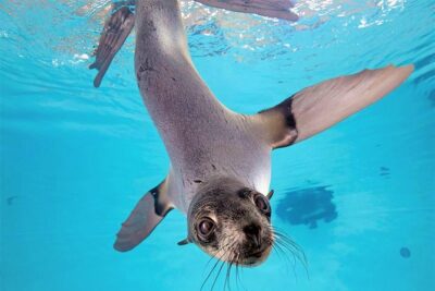 New England Aquarium Admission Ticket in Boston