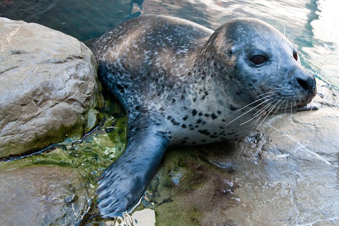 New England Aquarium Admission Ticket in Boston - Crowds are the main question mark