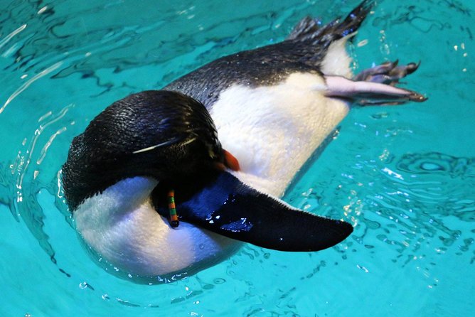 New England Aquarium Admission Ticket in Boston - A practical route through the aquarium