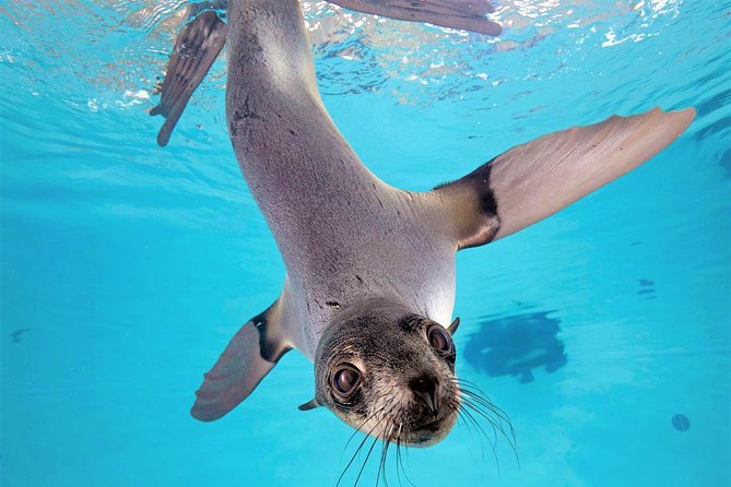 New England Aquarium Admission Ticket in Boston - Myrtle and the marine mammals make the visit personal