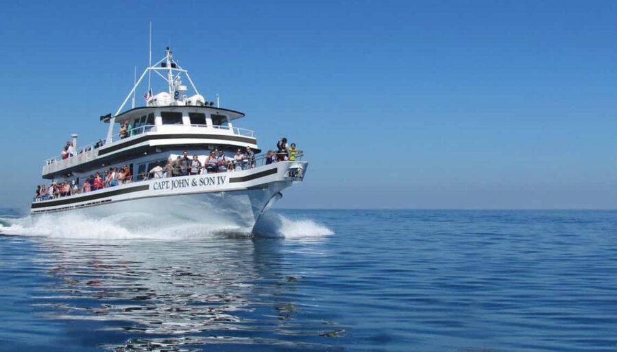 Plymouth: Whale Watching Cruise - Key points to know before you go