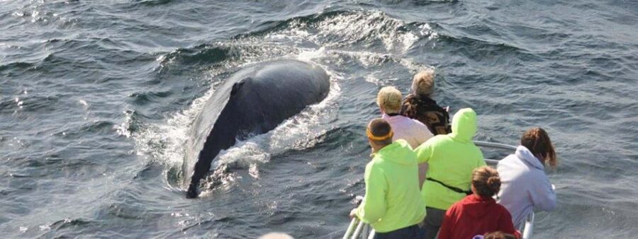 Plymouth: Whale Watching Cruise - From Plymouth Town Wharf to Cape Cod Bay