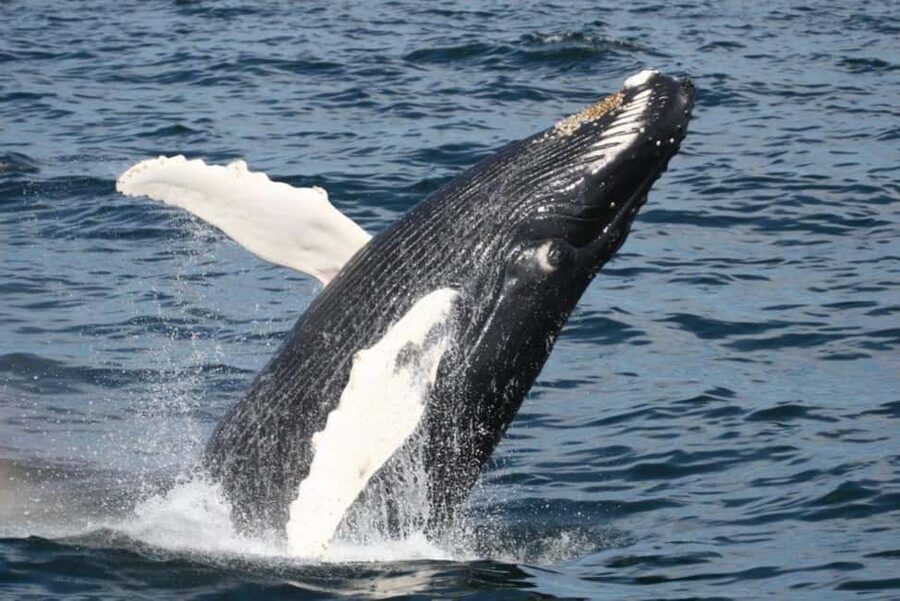 Plymouth: Whale Watching Cruise - What the four-hour itinerary feels like
