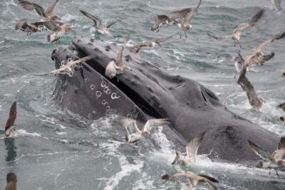 Whale Watching Cruise