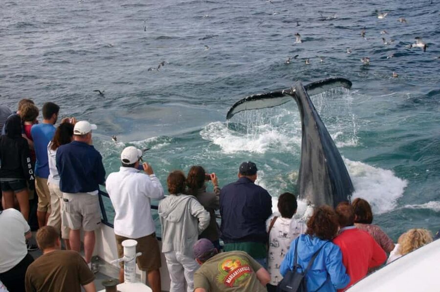 Plymouth: Whale Watching Cruise - The naturalist is more than a narrator