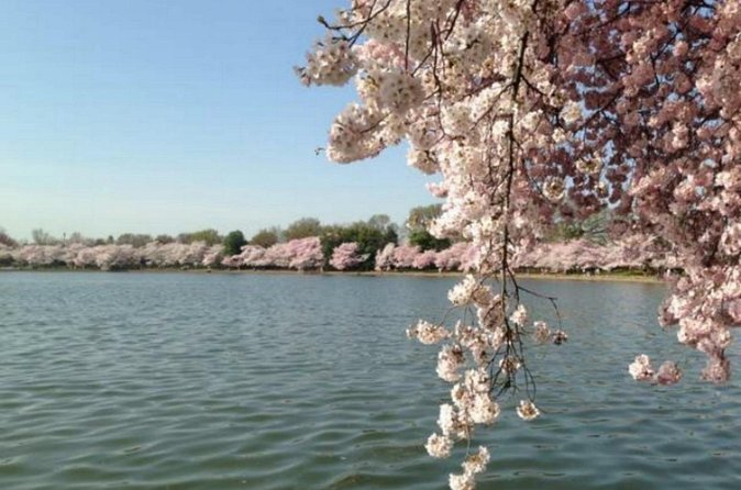 Washington D.C. Cherry Blossom,Baltimore 3-Day Tour from Boston - East Potomac Park and the Hains Point walk
