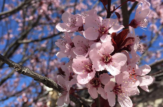 Washington D.C. Cherry Blossom,Baltimore 3-Day Tour from Boston - The pace, group size, and guide support
