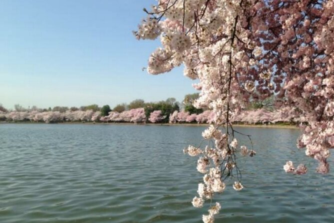Washington D.C. Cherry Blossom,Baltimore 3-Day Tour from Boston - Hotels, rooms, and practical planning