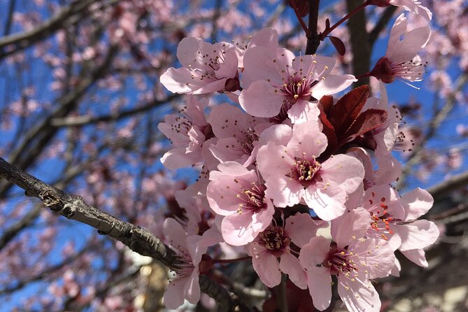 Washington D.C. Cherry Blossom,Baltimore 3-Day Tour from Boston - Lunch and river views at The Wharf